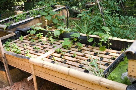 Floating Water Gardens of Cabbagetown  Earth Solutions's Blog